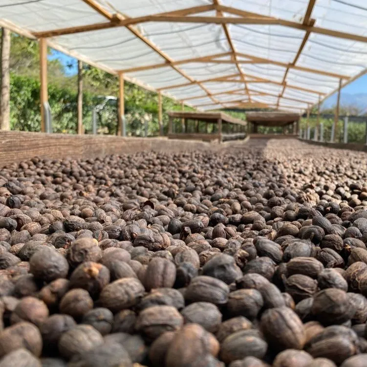 Finca El Triunfo 90H Macerated Natural - Copan