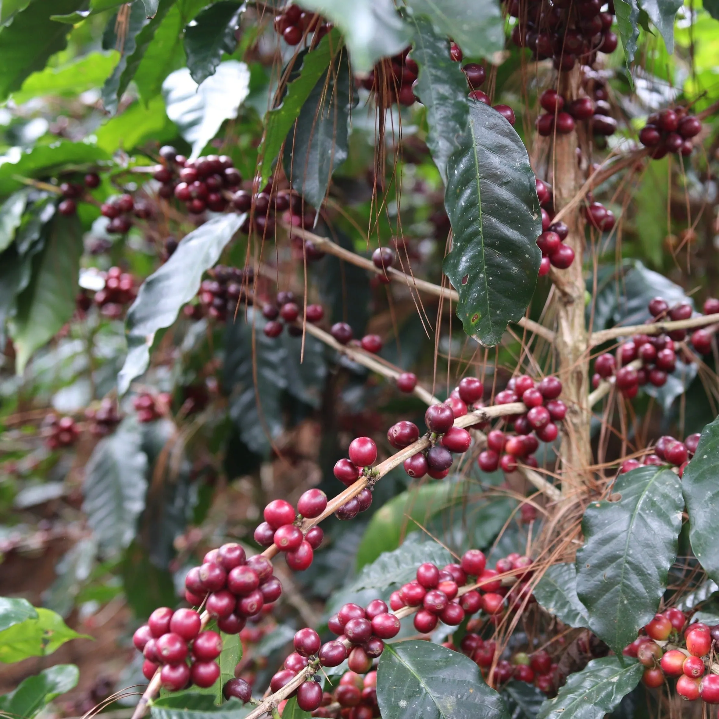 Finca El Triunfo 90H Macerated Natural - Copan