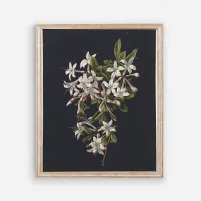 Flowers on Black 1 - Vintage Wall Art