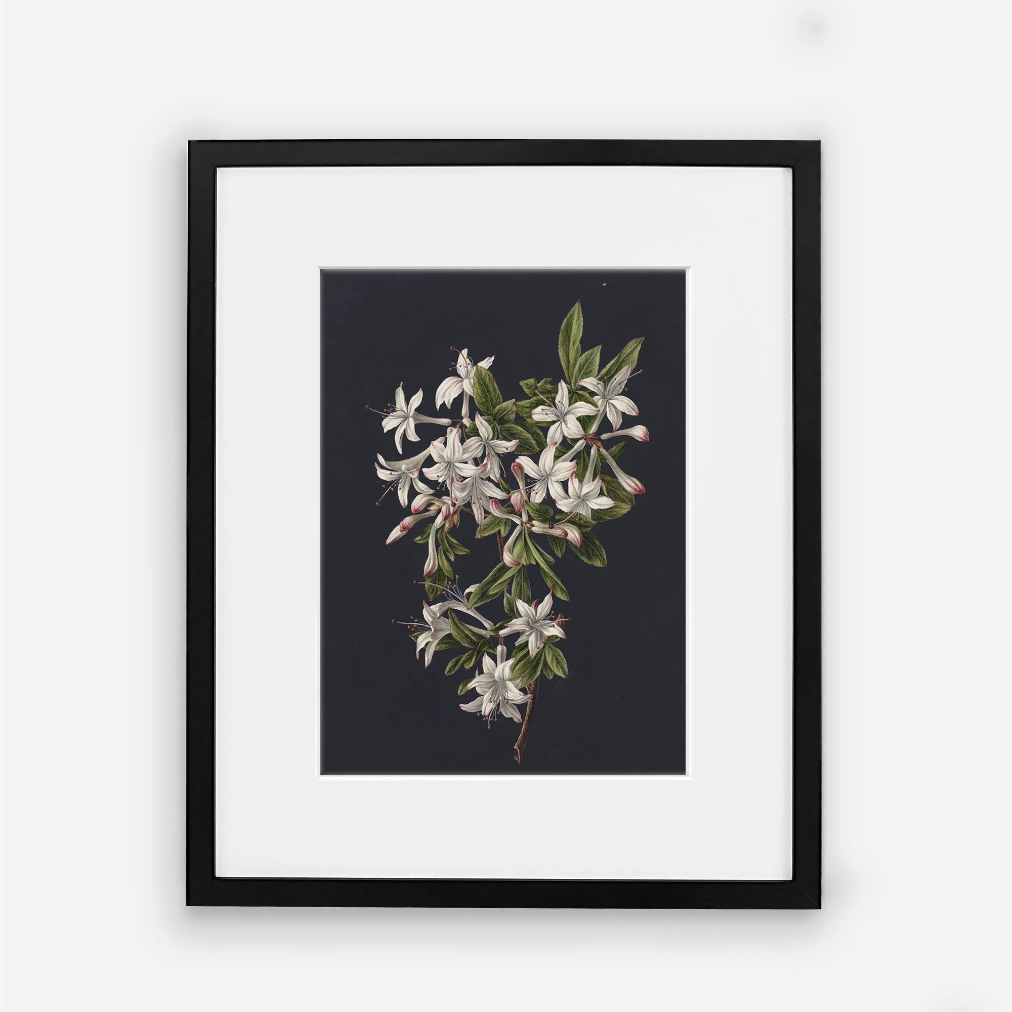 Flowers on Black 1 - Vintage Wall Art